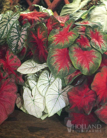 Menu Caladium Mixed (5 Per Bag) 3 Menu Caladium Mixed (5 Per Bag)