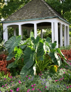 Menu Tropical Dream Garden Collection -Outlet Holland Bulb Farms Store 72101 elephant ear 2