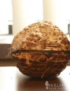 Menu Elephant Ear - Colocasia Esculenta -Outlet Holland Bulb Farms Store 72101 elephant ear 3 1