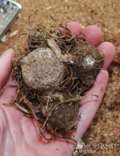 Menu Red And White Caladium Collection -Outlet Holland Bulb Farms Store 72104 candidum caladium 2 2