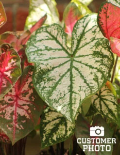 Menu Red And White Caladium Collection -Outlet Holland Bulb Farms Store 72104 candidum caladium 3 2