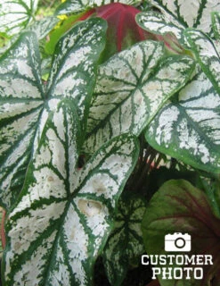 Menu Red And White Caladium Collection -Outlet Holland Bulb Farms Store 72104 candidum caladium 4 2