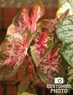 Menu Carolyn Whorton Caladium -Outlet Holland Bulb Farms Store 72105 carolyn whorton caladium 3