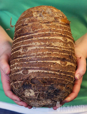 Menu Fancy Foliage Collection 5 Menu Fancy Foliage Collection - Image 3