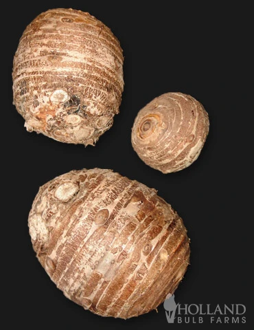 Menu Fancy Foliage Collection 6 Menu Fancy Foliage Collection - Image 4