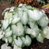 Menu Moonlight Caladium
