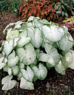 Menu Moonlight Caladium
