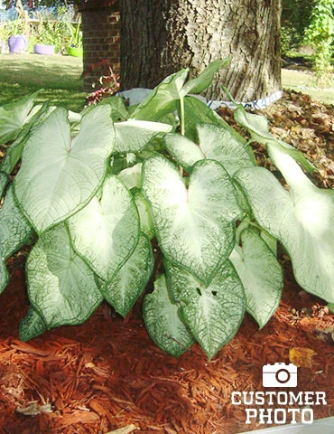 Menu Blazing Scarlet Shade Planter Collection 14 Menu Blazing Scarlet Shade Planter Collection - Image 12