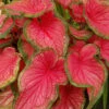 Menu Sweetheart Caladium -Outlet Holland Bulb Farms Store 72119 sweetheart caladium 1