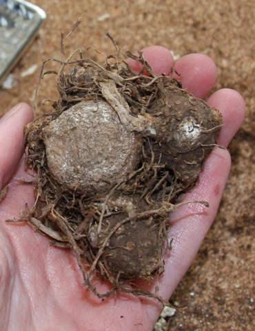 Menu Sweetheart Caladium 4 Menu Sweetheart Caladium - Image 2