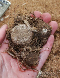 Menu Bridgets Apricot Shade Trio -Outlet Holland Bulb Farms Store 72121 red ruffles caladium 2