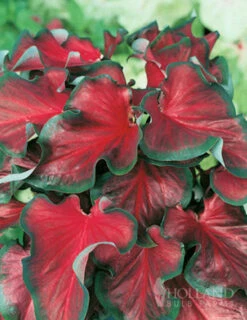 Menu Bridgets Apricot Shade Trio -Outlet Holland Bulb Farms Store 72121 red ruffles caladium