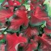 Menu Red Ruffles Caladium 2 Menu Red Ruffles Caladium -Outlet Holland Bulb Farms Store 72121 red ruffles caladium 4