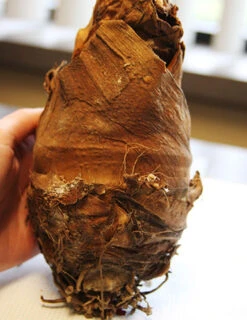 Menu Fancy Foliage Collection 17 Menu Fancy Foliage Collection -Outlet Holland Bulb Farms Store 72122 upright elephant ear 1