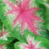 Menu Roseglow Caladium -Outlet Holland Bulb Farms Store 72136 roseglow caladium