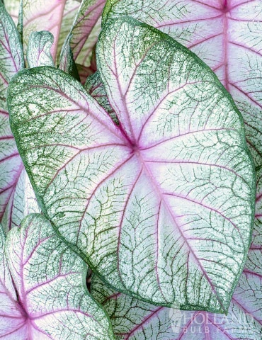 Menu Summer Breeze Caladium 4 Menu Summer Breeze Caladium - Image 2