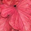 Menu Desert Sunset Caladium