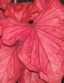 Menu Desert Sunset Caladium