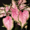Menu Va Va Violet Caladium -Outlet Holland Bulb Farms Store 72139 va va violet caladium