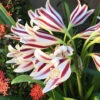 Menu Stars & Stripes Crinum Lily