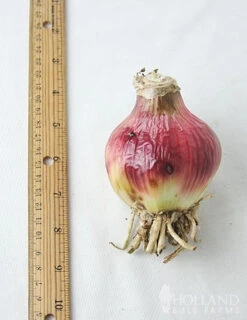 Menu Stars & Stripes Crinum Lily -Outlet Holland Bulb Farms Store 72143 stars and stripes crinum lily 2