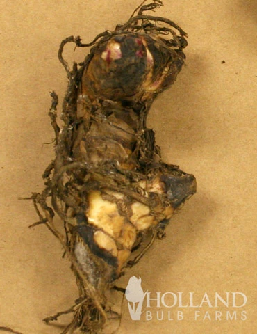 Menu Picasso Dwarf Canna 5 Menu Picasso Dwarf Canna - Image 3