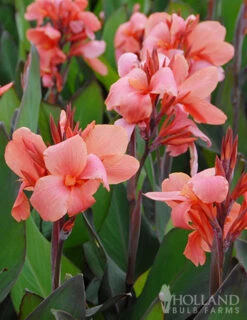 Menu Pink Canna Collection -Outlet Holland Bulb Farms Store 73109 city of portland canna 1
