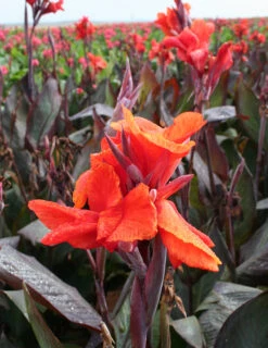Menu Red Hot Canna Collection -Outlet Holland Bulb Farms Store 73110 2 2
