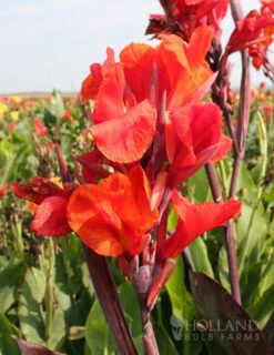 Menu Tropical Dream Garden Collection -Outlet Holland Bulb Farms Store 73110 red king humbert canna