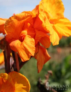 Menu Tall Canna Collection -Outlet Holland Bulb Farms Store 73112 wyoming canna 2 2
