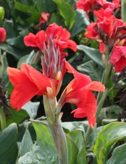 Menu Tall Canna Collection -Outlet Holland Bulb Farms Store 73113 2 2