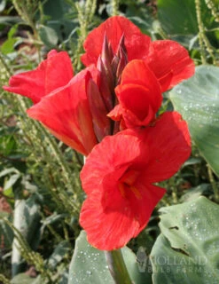 Menu Tall Canna Collection -Outlet Holland Bulb Farms Store 73113 the president canna 3