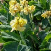 Menu Pfitzer's Primrose Yellow Dwarf Canna