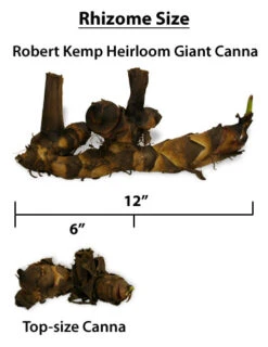 Menu Robert Kemp Heirloom Giant Canna -Outlet Holland Bulb Farms Store 73118 robert kemp heirloom giant canna 2