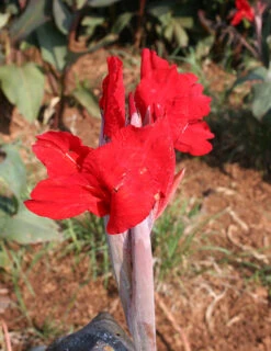 Menu Tall Canna Collection -Outlet Holland Bulb Farms Store 73119 2 2