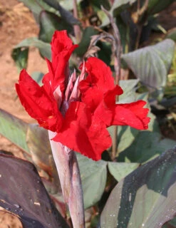 Menu Red Hot Canna Collection -Outlet Holland Bulb Farms Store 73119