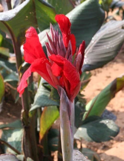 Menu Red Hot Canna Collection -Outlet Holland Bulb Farms Store 73119 3