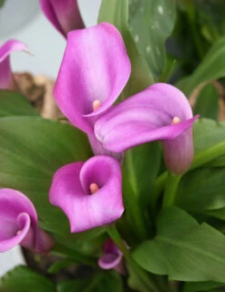 Menu Fairytale Calla Lily Collection -Outlet Holland Bulb Farms Store 73124 1 1