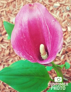 Menu A Lady's Favorite Calla Collection -Outlet Holland Bulb Farms Store 73124 2018 07 18 lavender gem calla lily sara 2