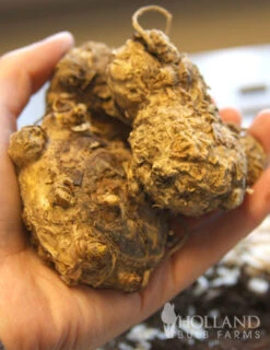 Menu A Lady's Favorite Calla Collection -Outlet Holland Bulb Farms Store 73124 lavender gem calla lilies 2