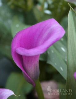 Menu Juicy Fruit Calla Collection -Outlet Holland Bulb Farms Store 73124 lavender gem calla lilies 4