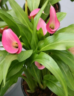 Menu Fairytale Calla Lily Collection -Outlet Holland Bulb Farms Store 73130 2 1