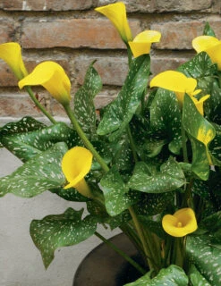 Menu Millennium Queen Calla Lily -Outlet Holland Bulb Farms Store 73134 3