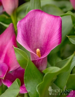 Menu A Lady's Favorite Calla Collection -Outlet Holland Bulb Farms Store 73136 lipstick calla lily 3