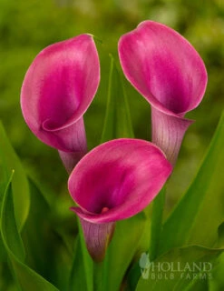 Menu A Lady's Favorite Calla Collection -Outlet Holland Bulb Farms Store 73136 lipstick calla lily 4