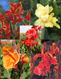 Menu Crazy For Cannas Collection