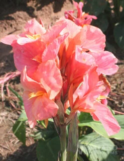 Menu Pink Canna Collection -Outlet Holland Bulb Farms Store 73144 pink canna collection 4
