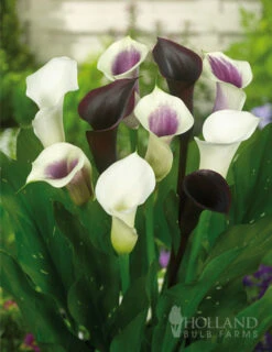 Menu Deluxe Exclusive Calla Combo