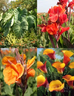 Menu Tropical Dream Garden Collection