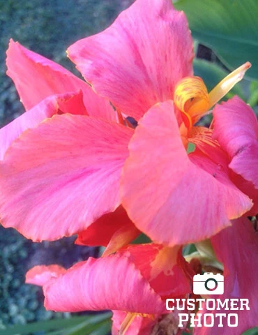 Menu Pink Futurity Dwarf Canna 4 Menu Pink Futurity Dwarf Canna - Image 2